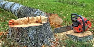 How Our Tree Care Process Works  in  Bevil Oaks, TX